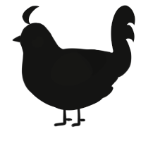 Shadow, a black chicken