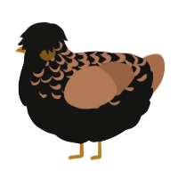 A black and brown chicken with a half-lace pattern