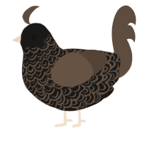 double lace turd, a sable and bark chicken with a double-lace pattern
