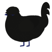 A black chicken with a double-lace pattern