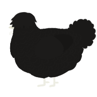 subtle, a sable chicken with a double-lace pattern