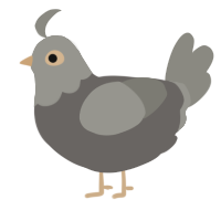 A grey and ash chicken with a head pattern