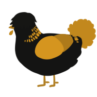 A black and ochre chicken with a neck-band pattern