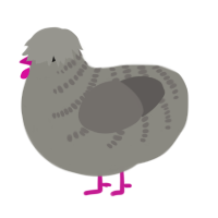 A ash and grey chicken with a half-bar pattern
