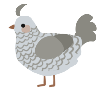 A mist and ash chicken with a lace pattern