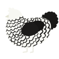 A white and sable chicken with a lace pattern