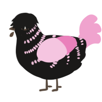 A sable and pink chicken with a half-bar pattern