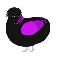 A black and amethyst chicken with a neck-band pattern
