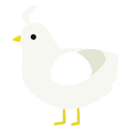 A white chicken