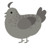 A ash and grey chicken with a half-lace pattern