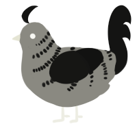 A ash and black chicken with a half-bar pattern