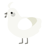 A white chicken