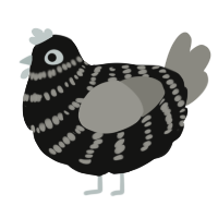 A black and ash chicken with a bar pattern