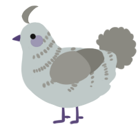 A silver and ash chicken with a half-bar pattern