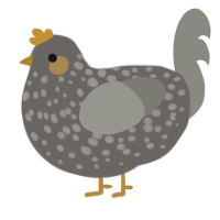 Borb, a grey and ash chicken with a speckle pattern