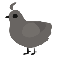 A grey chicken