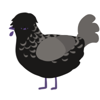A sable and grey chicken with a half-lace pattern