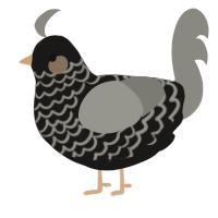 A sable and ash chicken with a lace pattern
