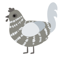 A ash and mist chicken with a bar pattern