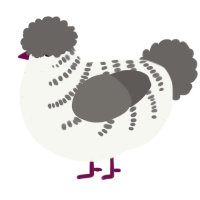 A white and grey chicken with a half-bar pattern