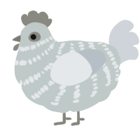 A silver and mist chicken with a bar pattern