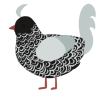 A sable and silver chicken with a double-lace pattern