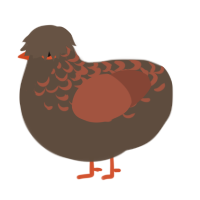 A bark and russet chicken with a half-lace pattern