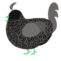 A black and grey chicken with a double-lace pattern