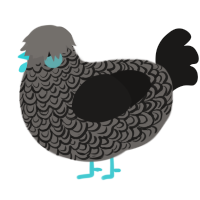 A grey and sable chicken with a double-lace pattern