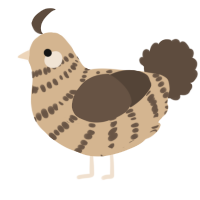 A beige and bark chicken with a bar pattern