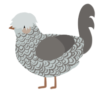 A silver and grey chicken with a double-lace pattern