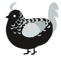A sable and silver chicken with a half-lace pattern