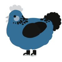 A sapphire and black chicken with a neck-speckle pattern