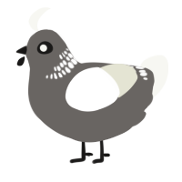 A grey and white chicken with a neck-band pattern