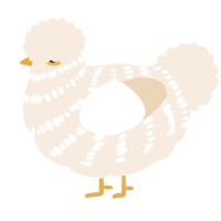 Baklawa, a cream chicken with a bar pattern