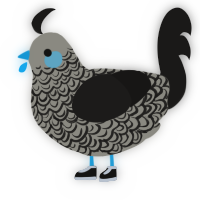 american idiot, a ash and sable chicken with a double-lace pattern