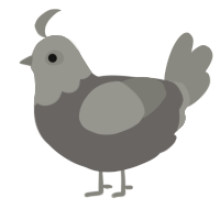maia x tarmac, a grey and ash chicken with a head pattern