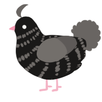 Pigeon5, a sable and grey chicken with a bar pattern