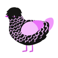 emo, a black and lavender chicken with a lace pattern