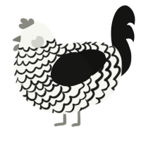 (unnamed), a white and black chicken with a lace pattern