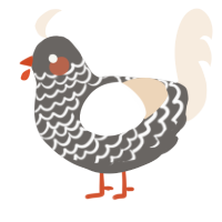 Finch, a grey and cream chicken with a lace pattern