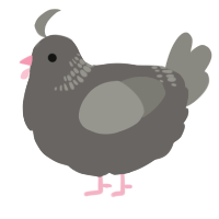 A grey and ash chicken with a neck-band pattern