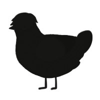 A black chicken with a double-lace pattern