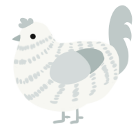 A white and silver chicken with a bar pattern