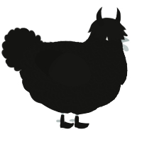 when I was, a black chicken with a double-lace pattern
