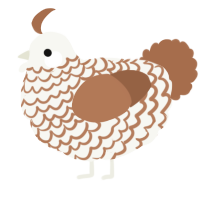 A white and brown chicken with a lace pattern