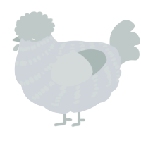 A mist and silver chicken with a bar pattern