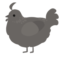 A grey chicken with a neck-speckle pattern