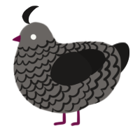 A grey and sable chicken with a lace pattern