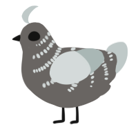 REORERE, a grey and silver chicken with a half-bar pattern
